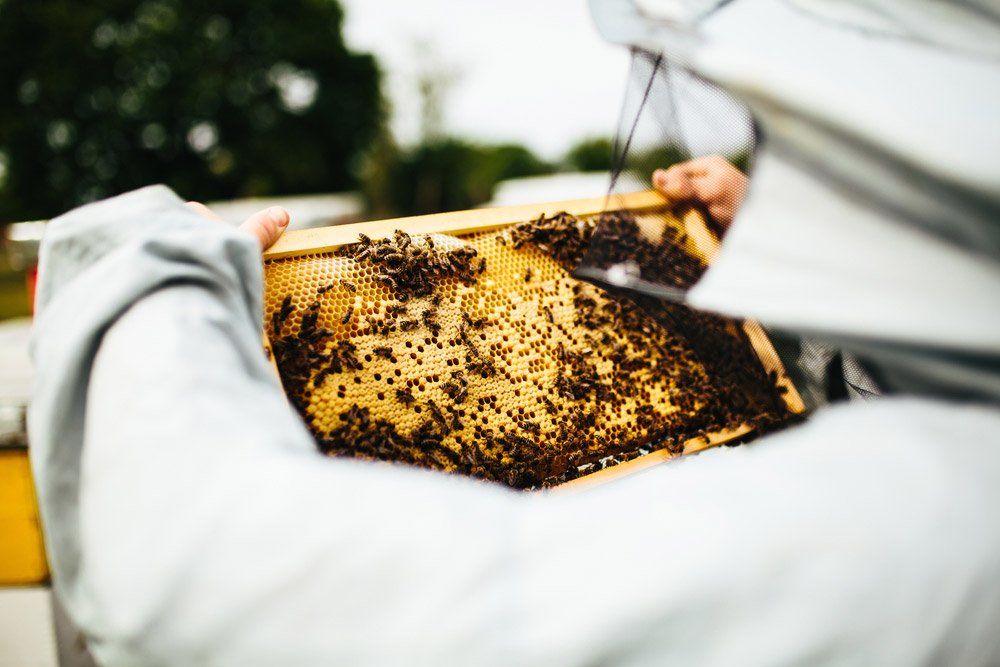 Beekeeping — Pet N Produce Supplies & Saddlery In Maryborough QLD