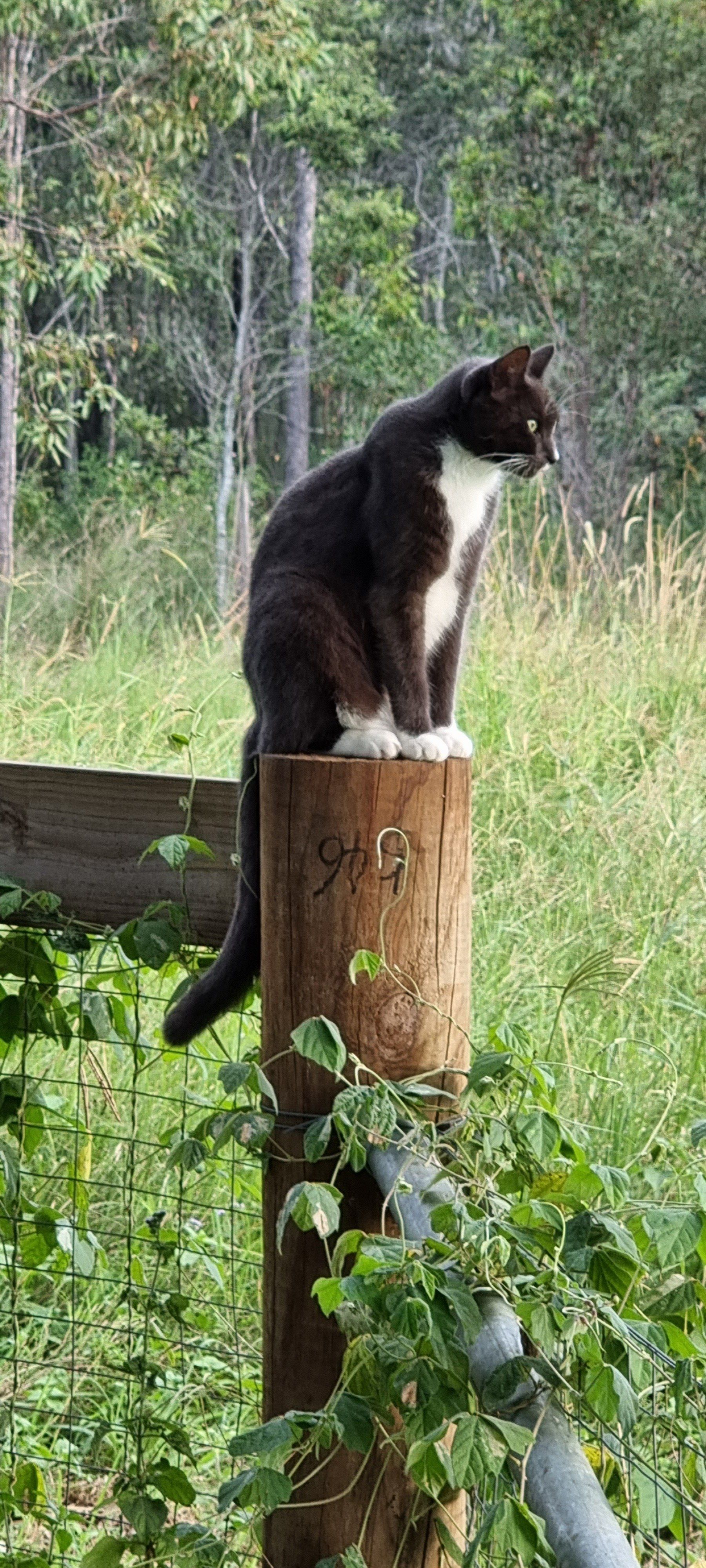 Cat Sitting On Tree Stump — Pet N Produce Supplies & Saddlery In Maryborough QLD