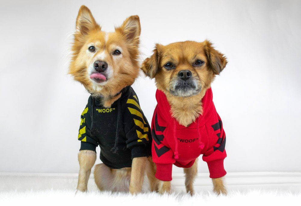 Two Dogs Wearing Jackets — Pet N Produce Supplies & Saddlery In Maryborough QLD