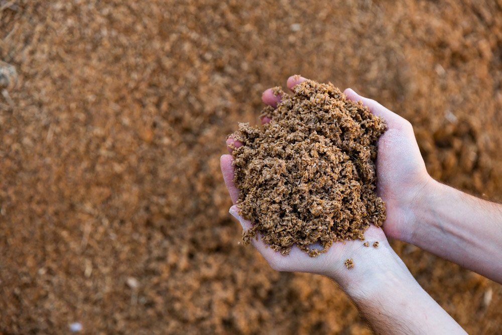 Hand Holding Livestock Food — Pet N Produce Supplies & Saddlery In Maryborough QLD