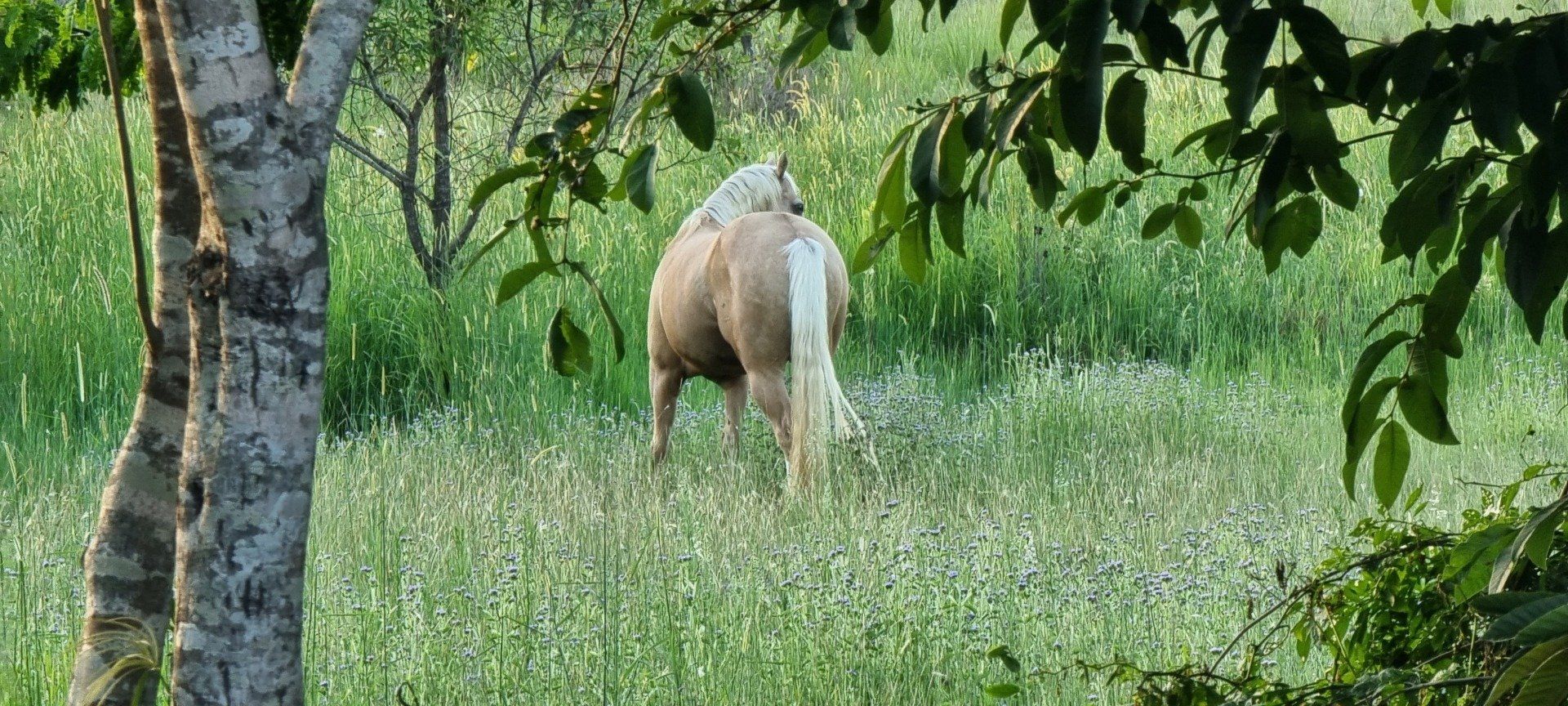Horse In Field — Pet N Produce Supplies & Saddlery In Maryborough QLD