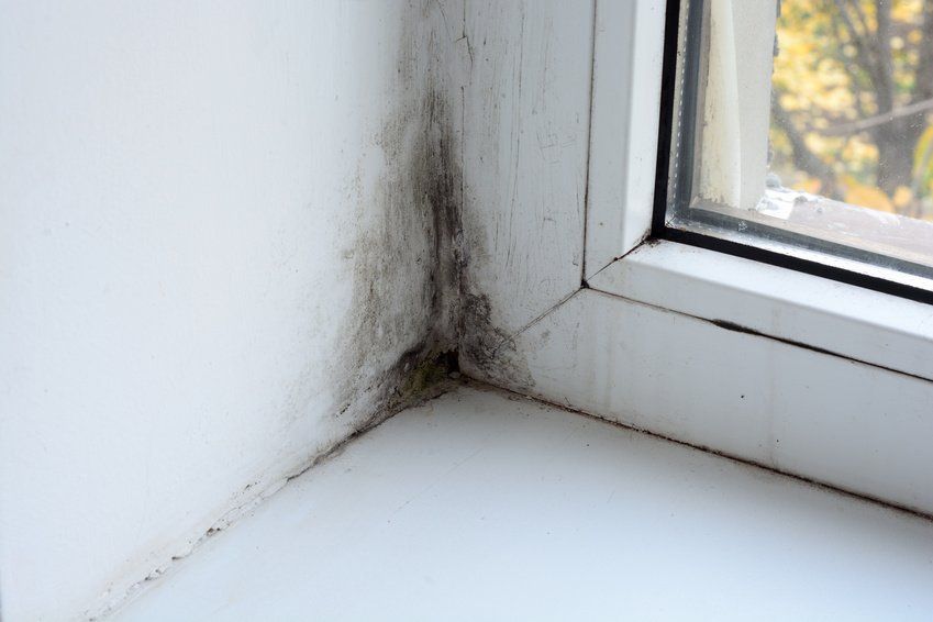 mold-removal-in-window