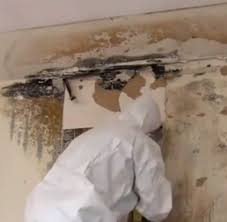 Mold-Removal-St-Louis
