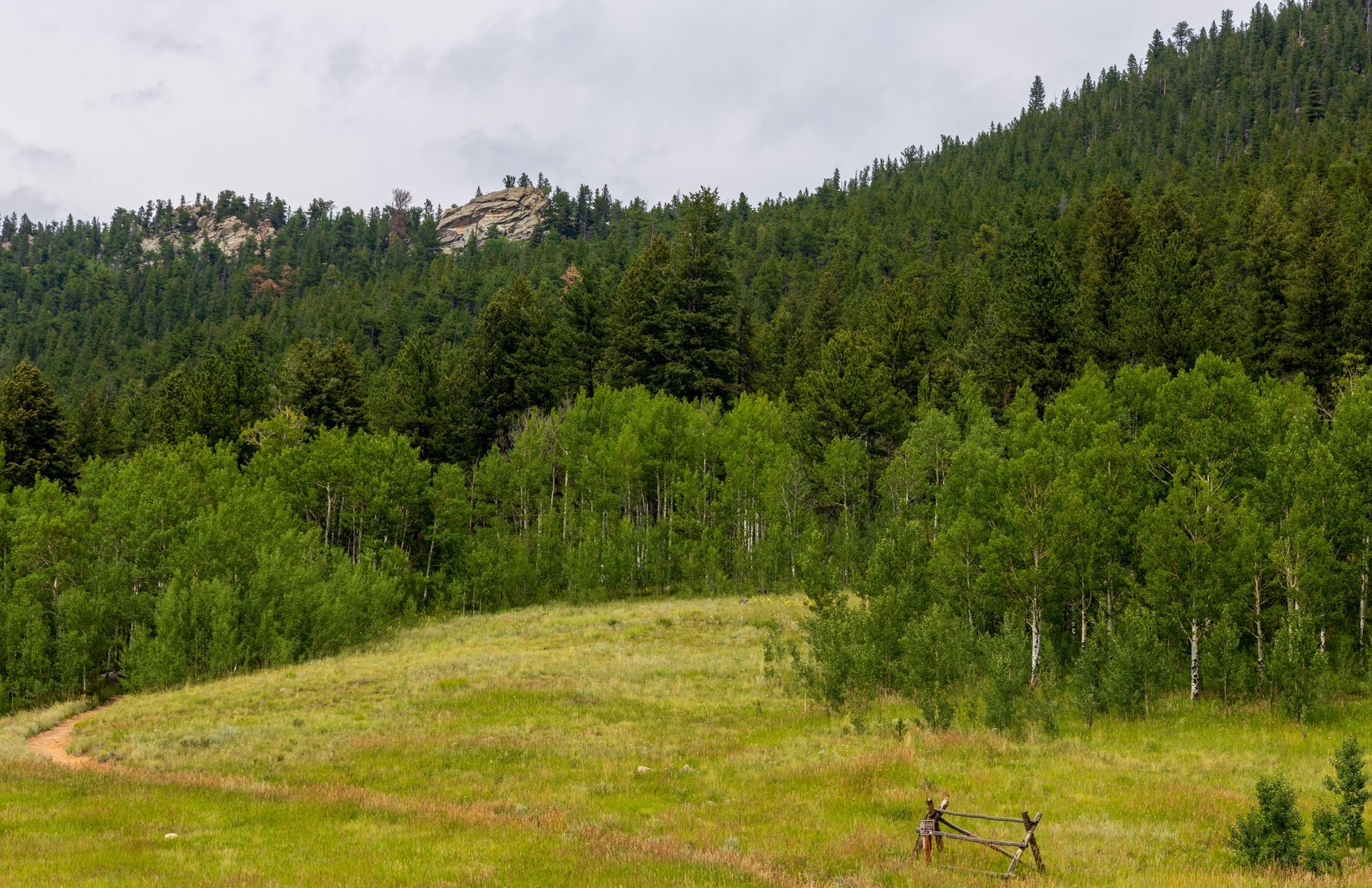 Green meadow with aspen trees in the foreground, and a forested mountain in the background under a cloudy sky.