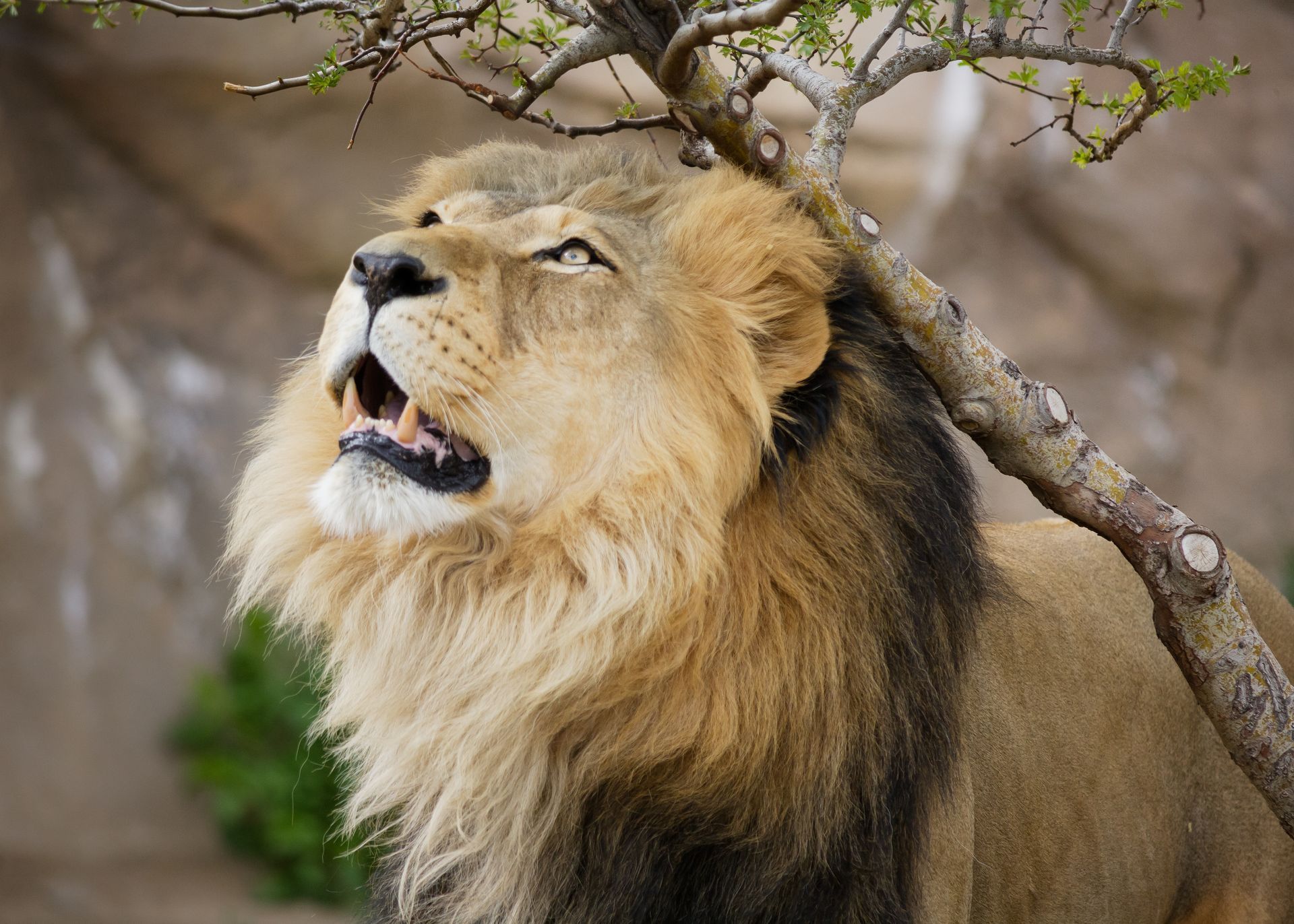 A lion is standing next to a tree with its mouth open.
