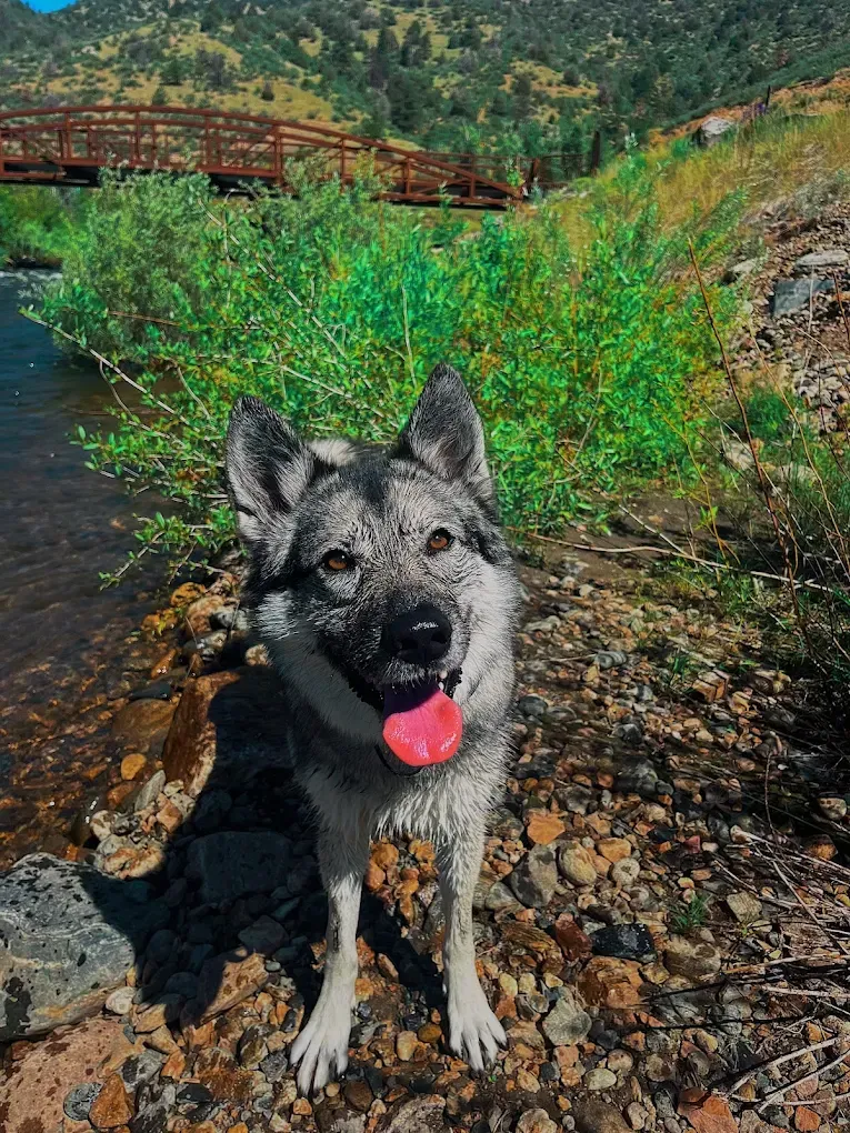A dog is standing next to a river with a bridge in the background.