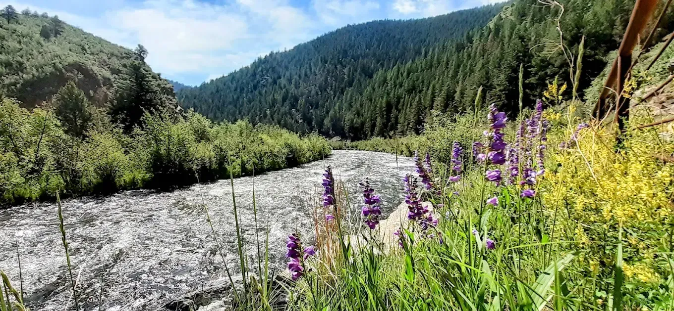 A river flowing through a lush green forest with purple flowers in the foreground.