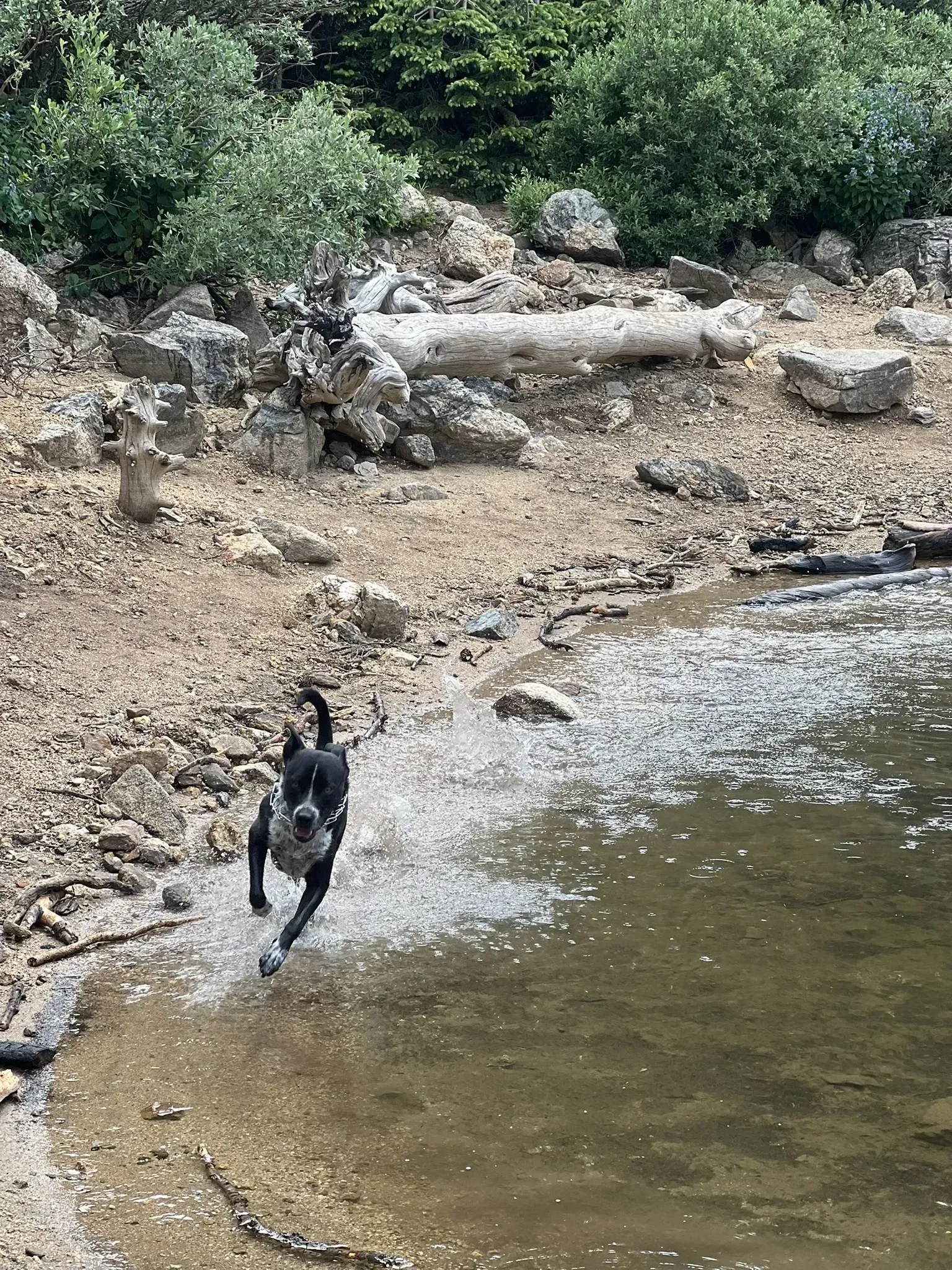 A dog is jumping into a body of water.