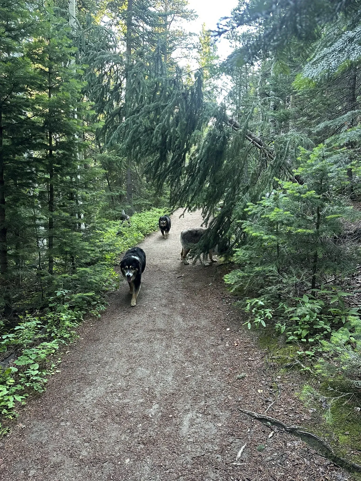 Two dogs are walking down a dirt path in the woods.