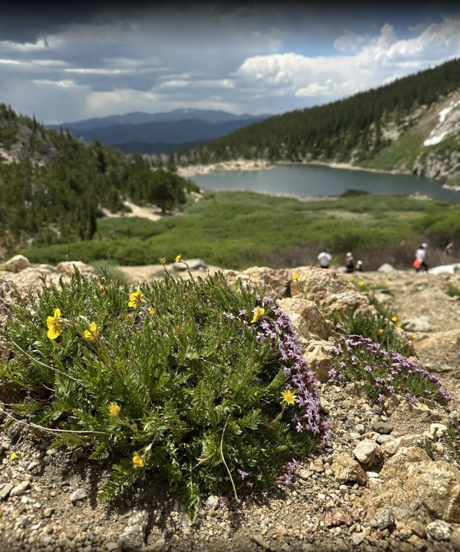 A mountain landscape with a lake and flowers in the foreground