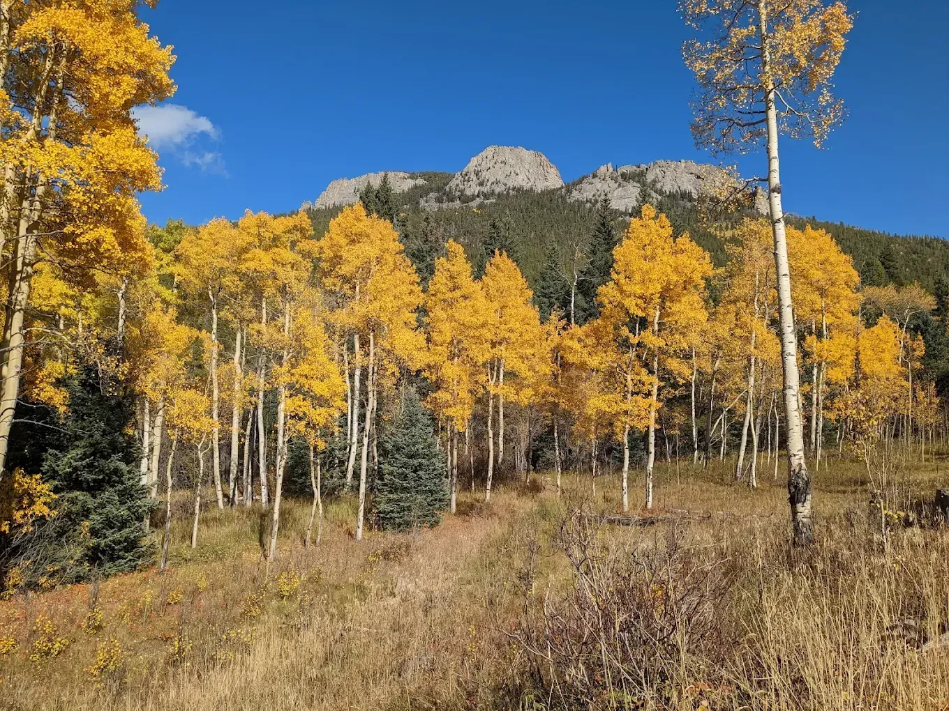 A row of trees with yellow leaves in a field with mountains in the background.