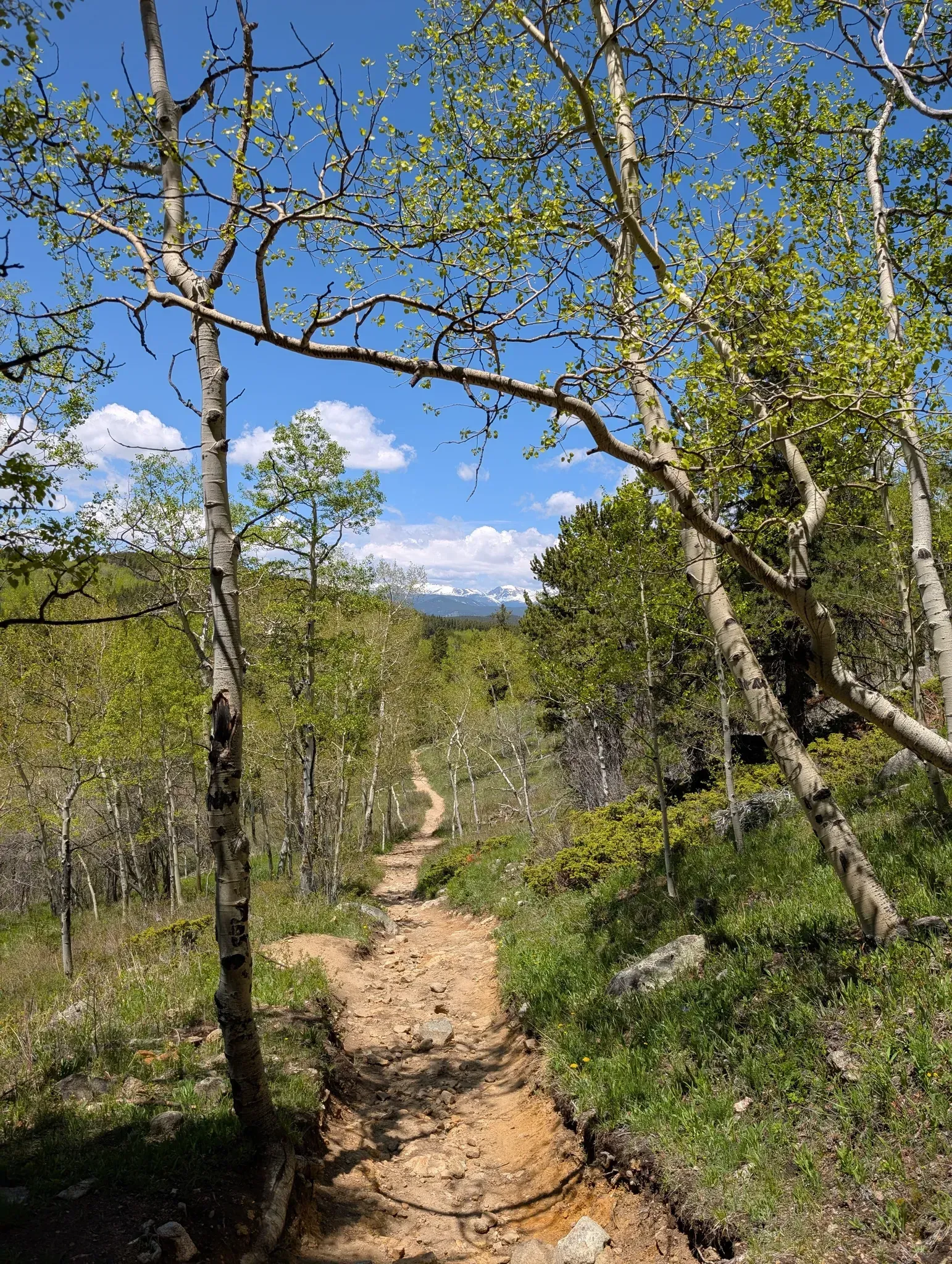 A dirt path in the woods surrounded by trees on a sunny day.