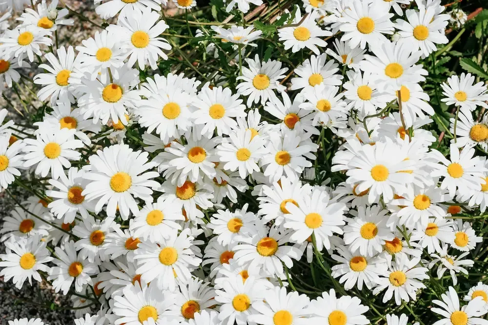 Daisies Flowers for sale at Flonet, Studio City, CA. 