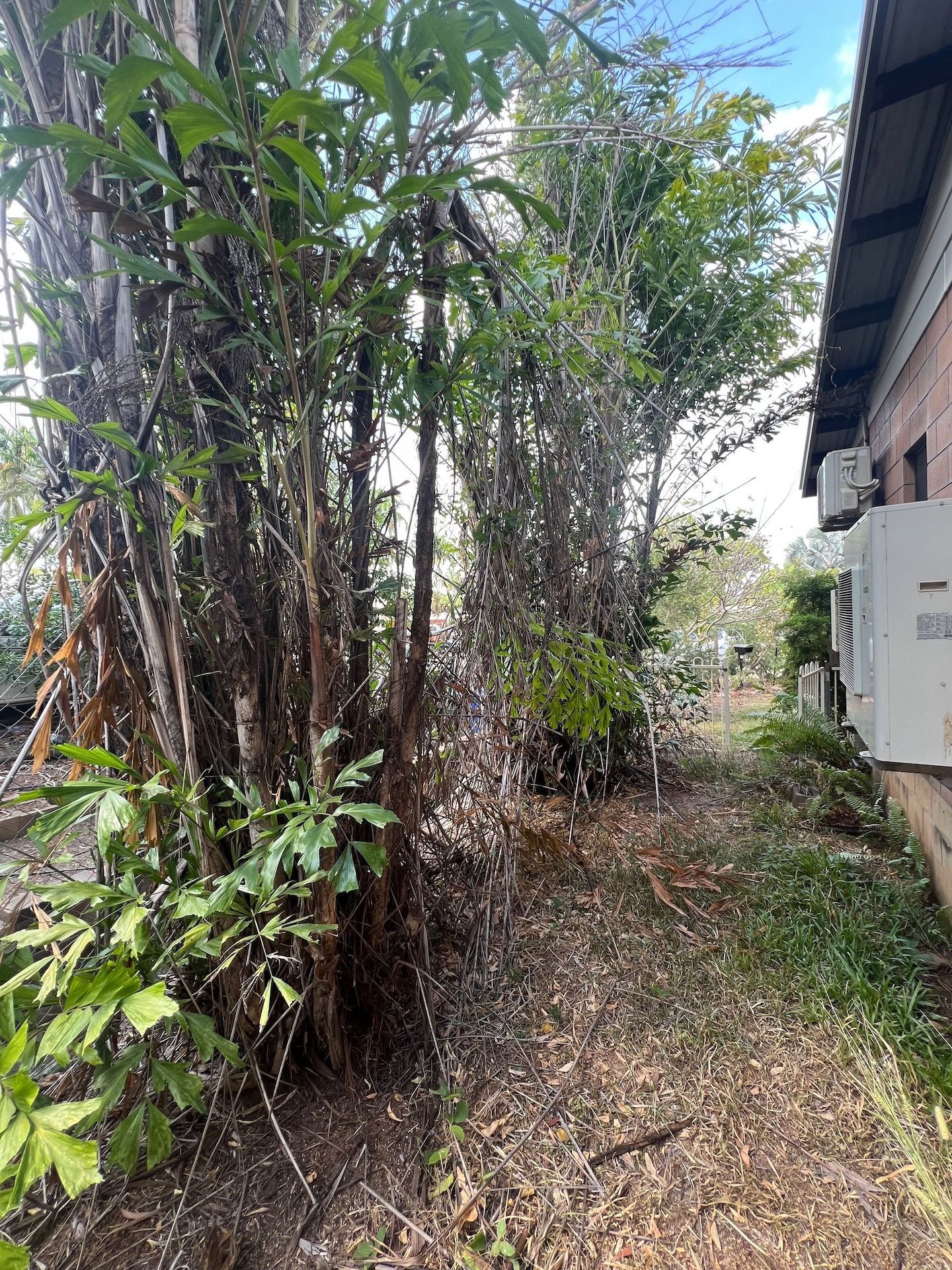 Tall trees beside a building with air conditioning units, partially obscuring a path with scattered debris — Green Scene NT in Darwin, NT