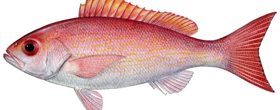 A Vermilion Snapper fish commonly caught in Panama City Beach, Florida with Reel Groovy Experiences.