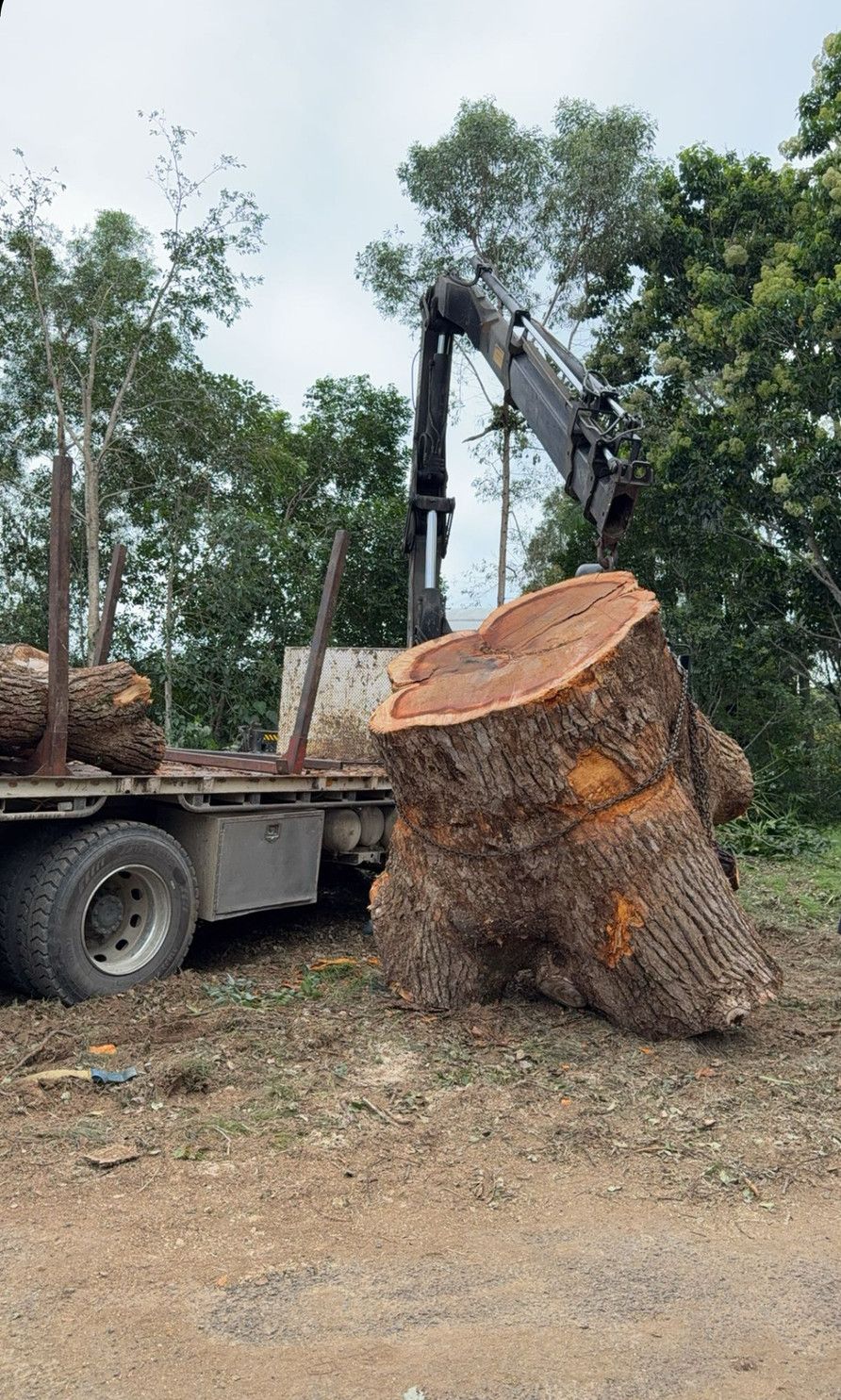 A Large Tree Trunk is Being Removed By a Crane Truck— Brodees Crane Trucks in Murwillumbah, NSW