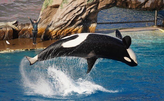 Sea World sedan and limo service