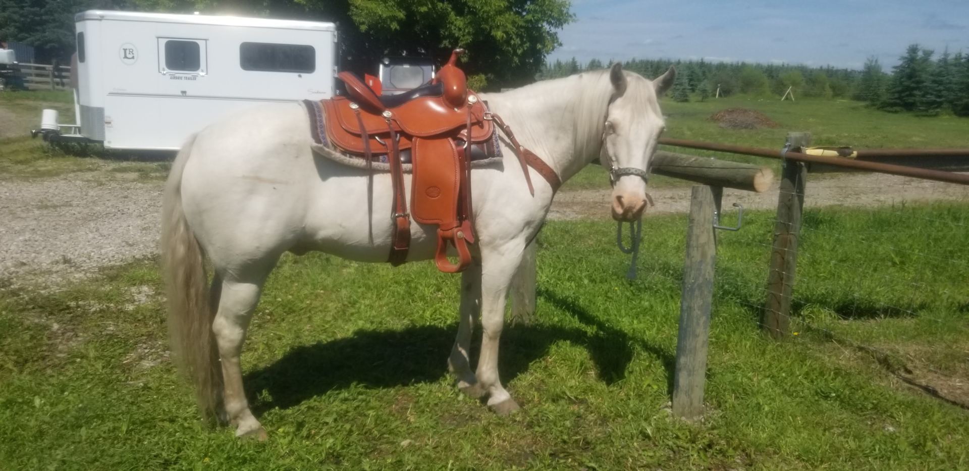A white horse with a red saddle is standing in a grassy field.