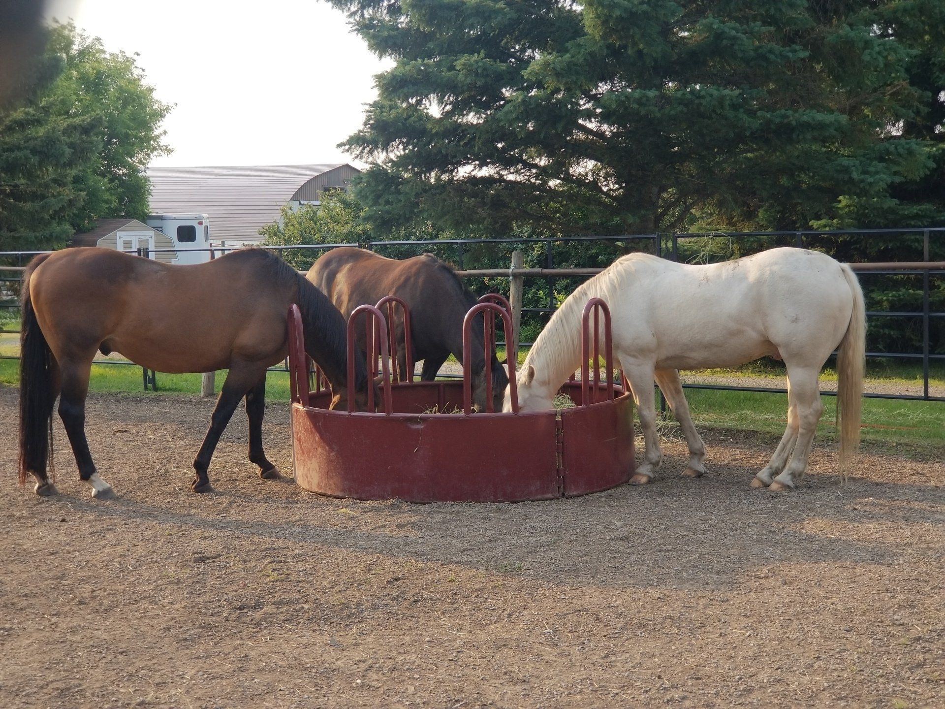 A group of horses are eating out of a feeder