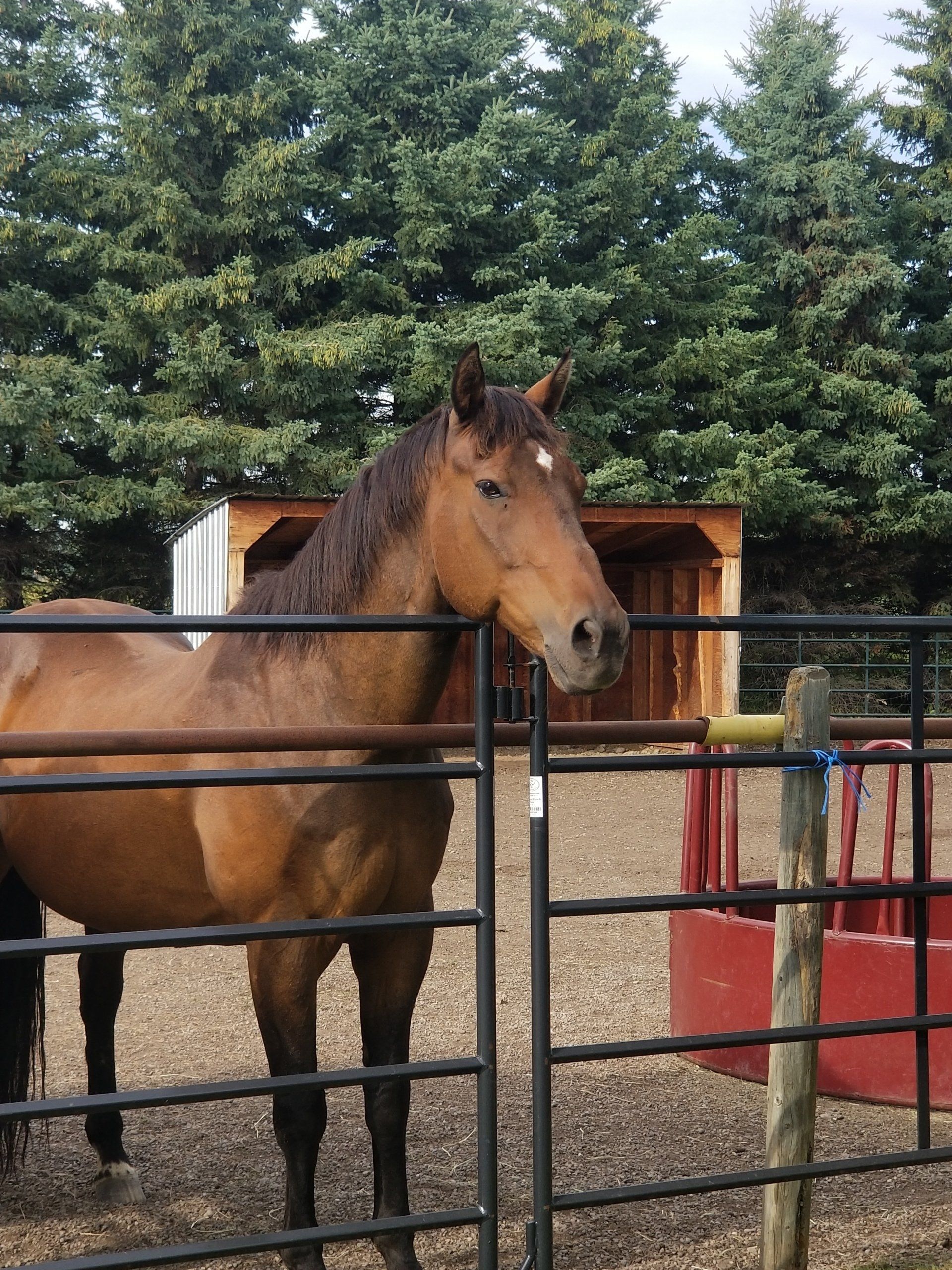 A brown horse standing behind a fence with trees in the background
