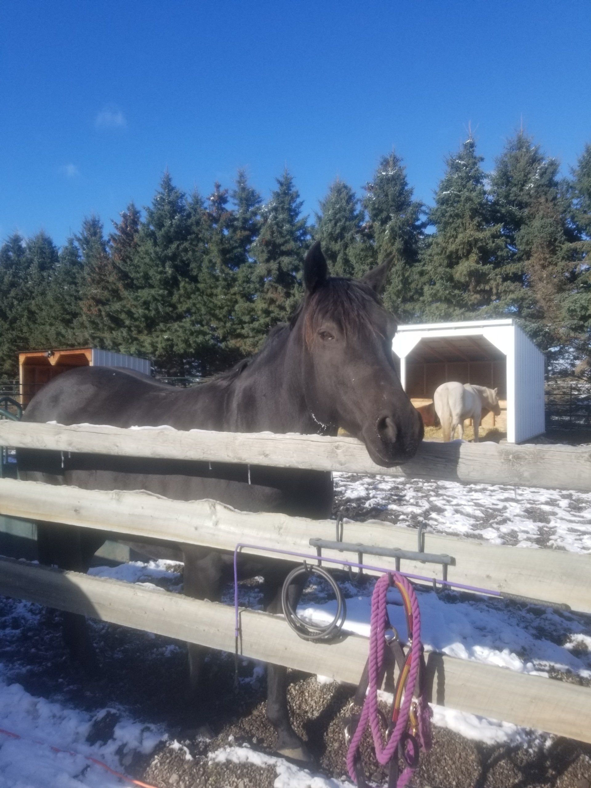 A horse is laying in the snow behind a fence