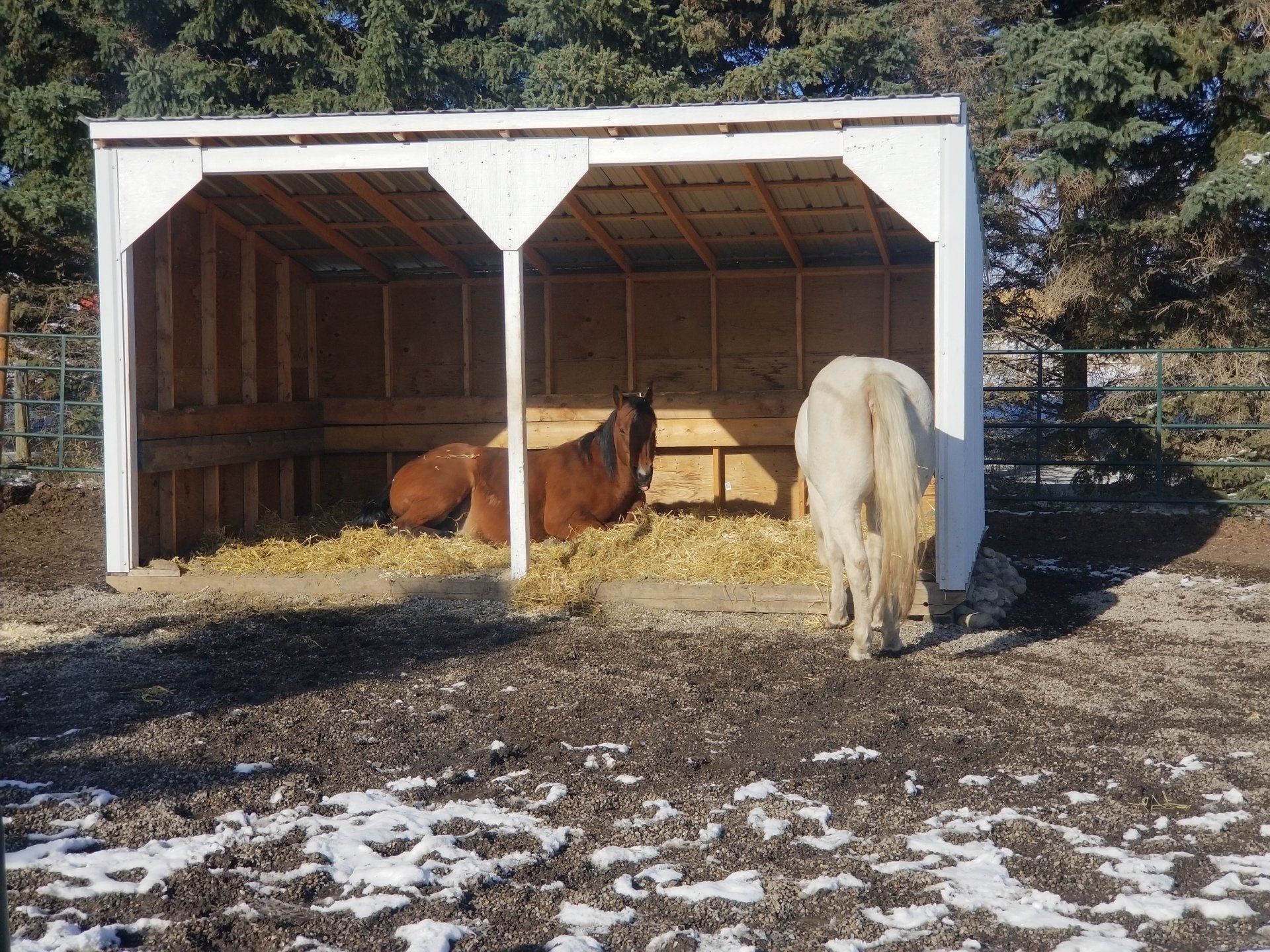 Two horses are standing in front of a wooden shelter