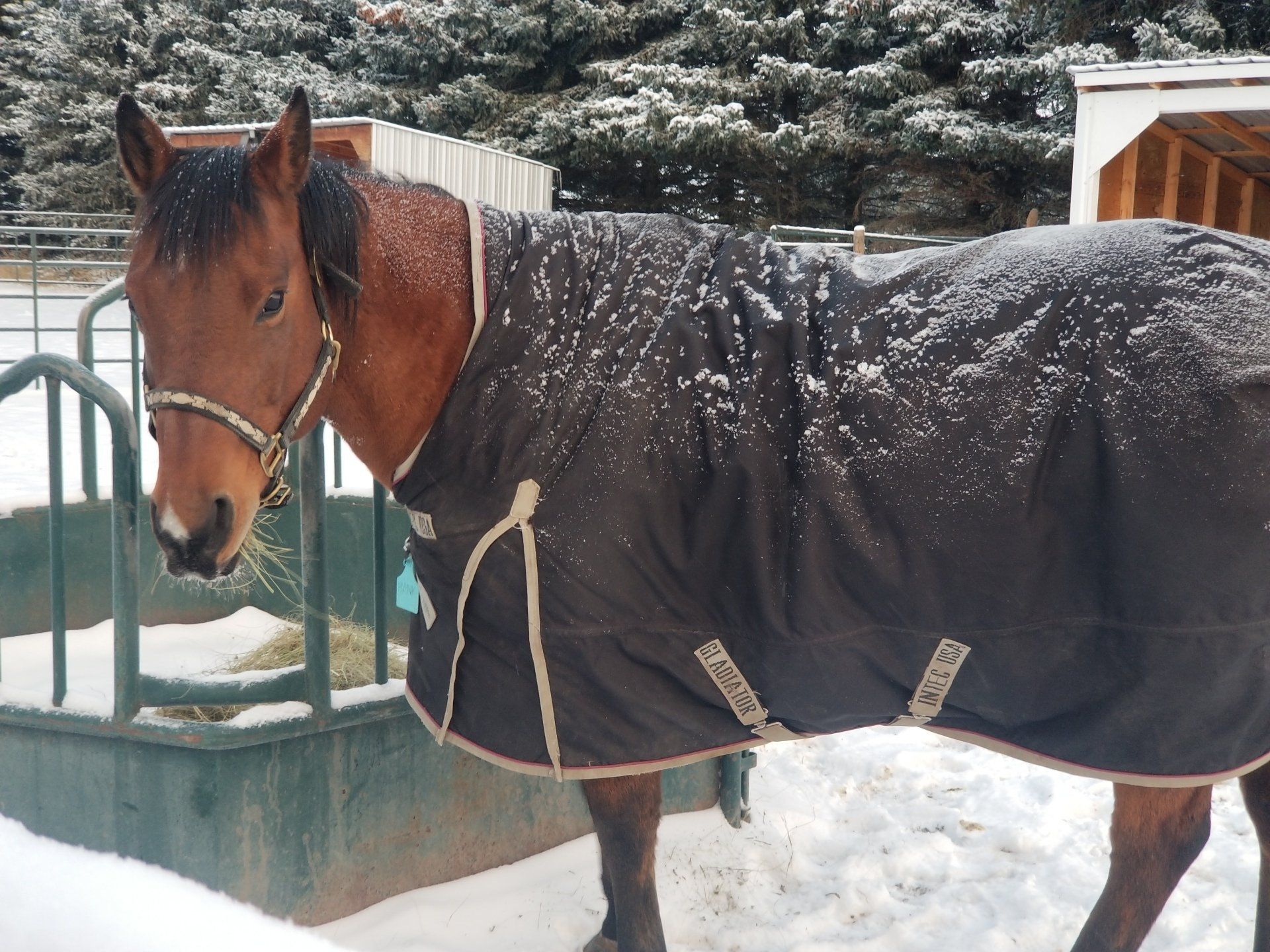 A brown horse wearing a black blanket in the snow