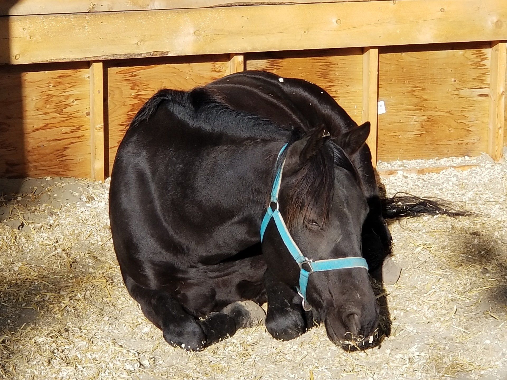 A black horse with a blue bridle is laying down