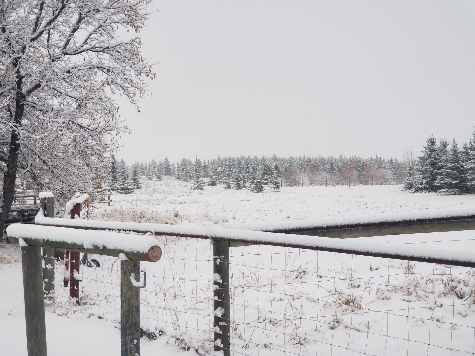 A snowy field with a fence in the foreground and trees in the background
