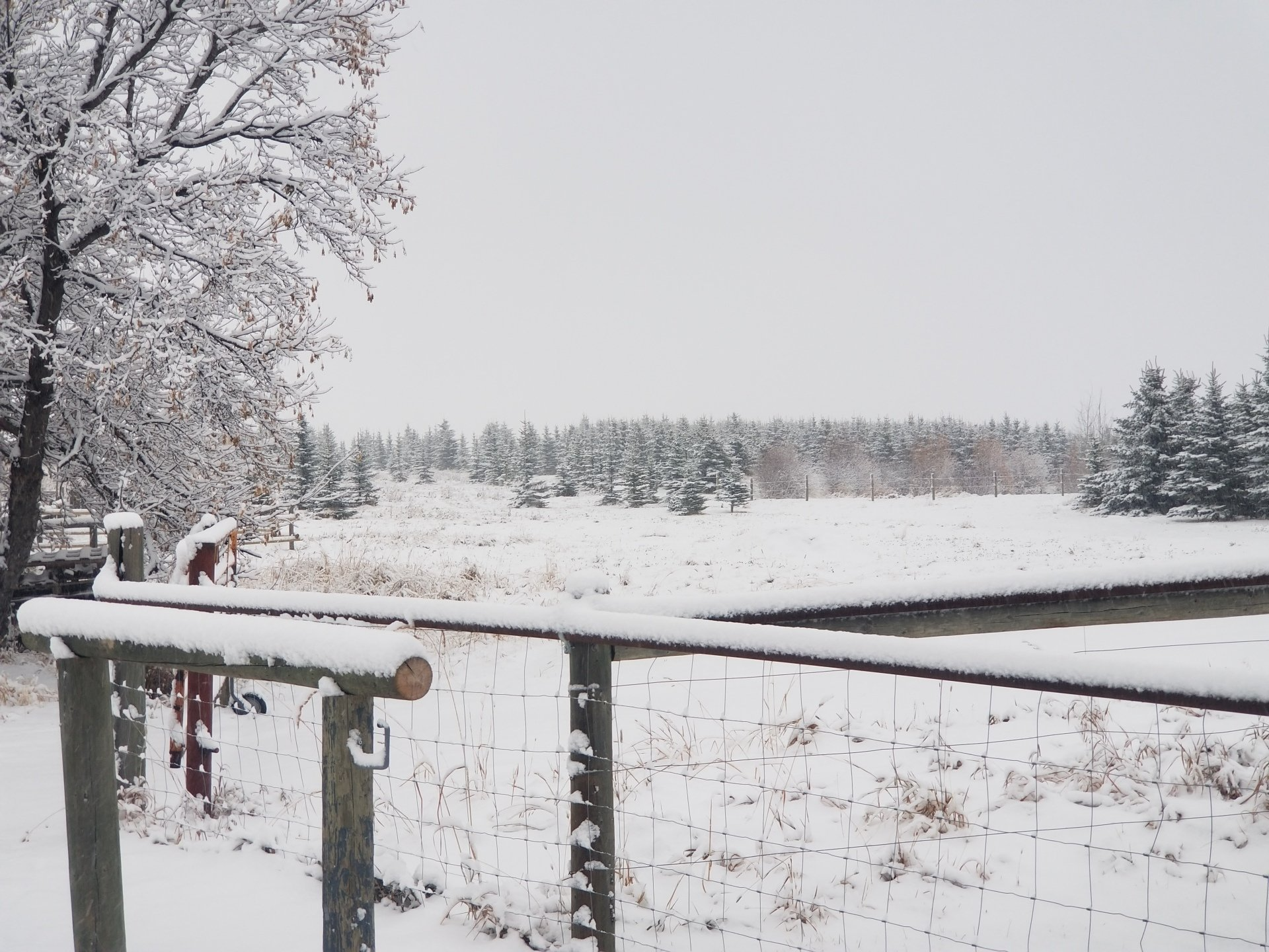 A snowy field with a fence in the foreground and trees in the background