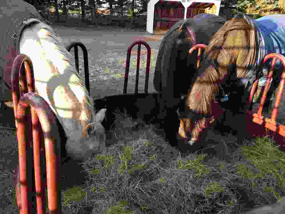 Two horses are eating hay in a fenced in area.