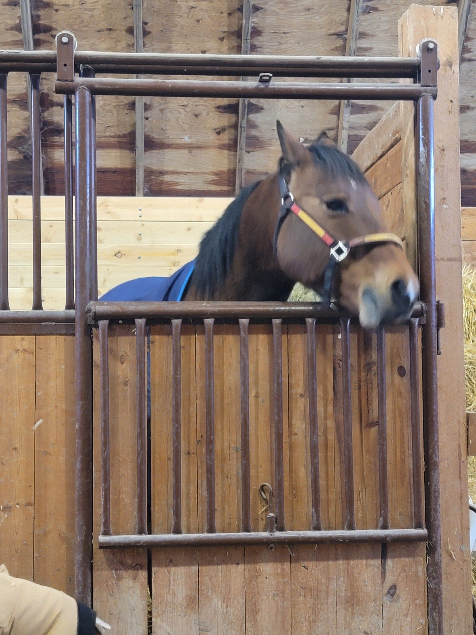 A brown horse looking out of a wooden stable