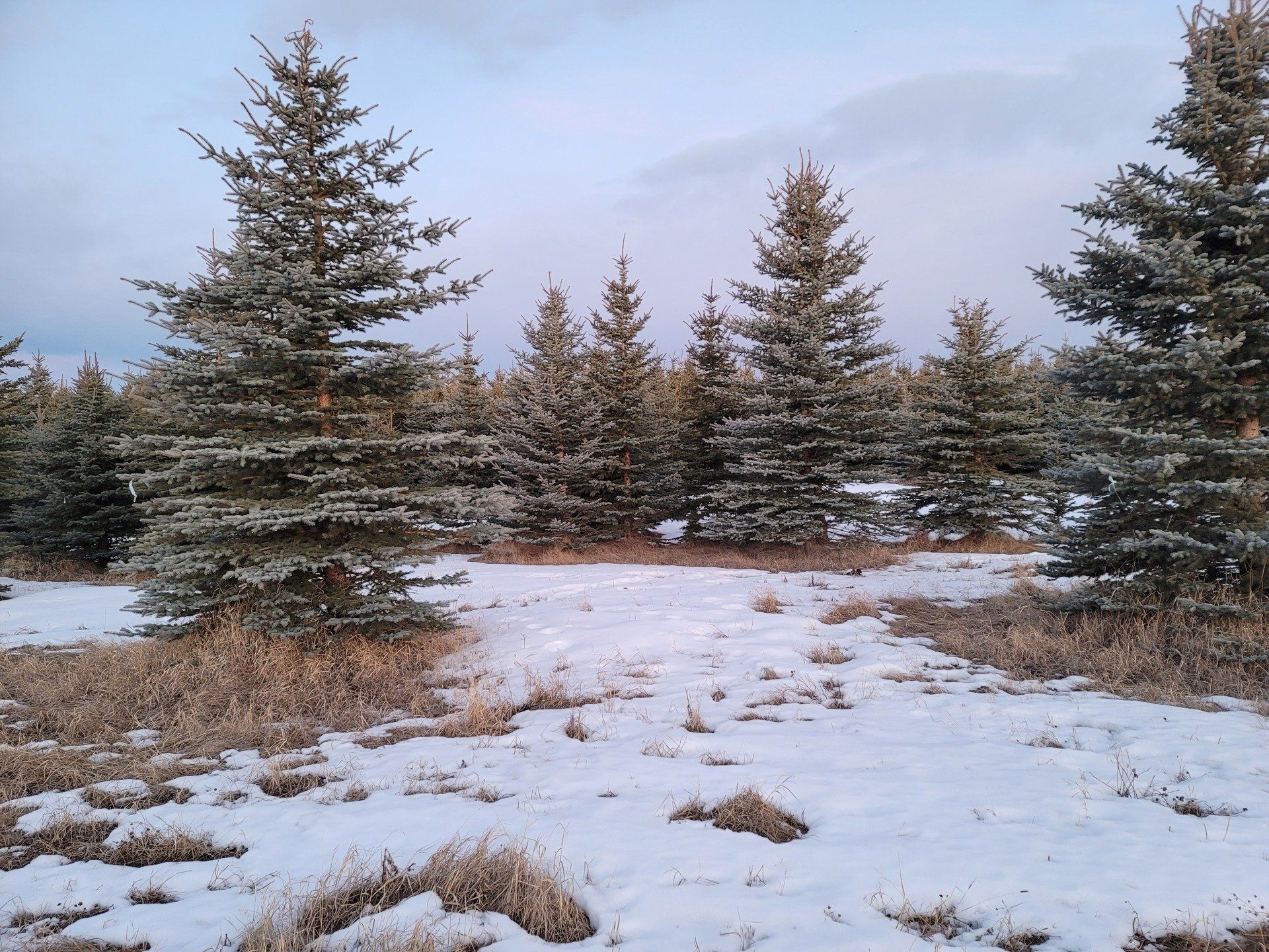 A snowy field with trees in the background