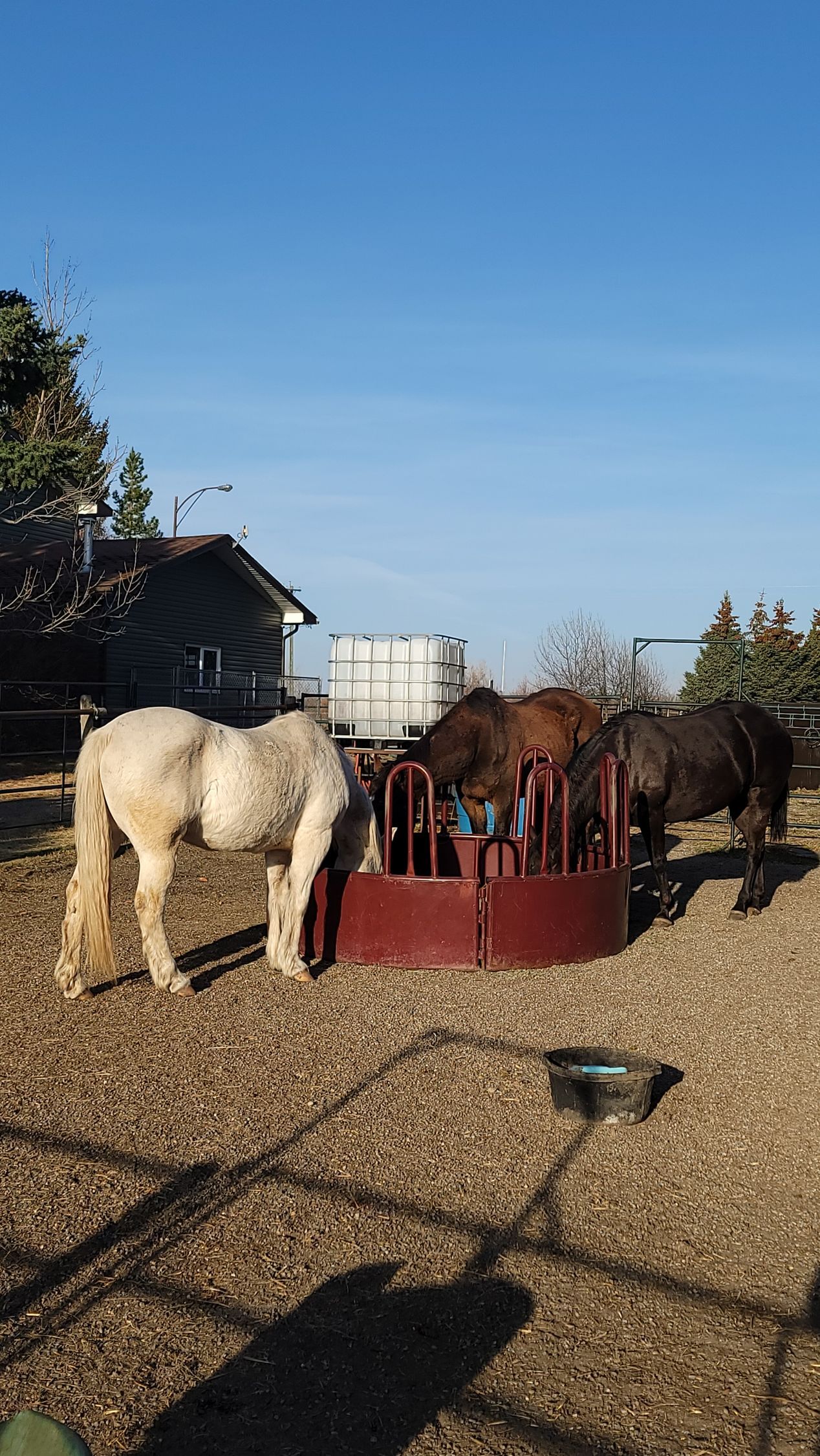 Two horses are eating hay from a feeder in a field.