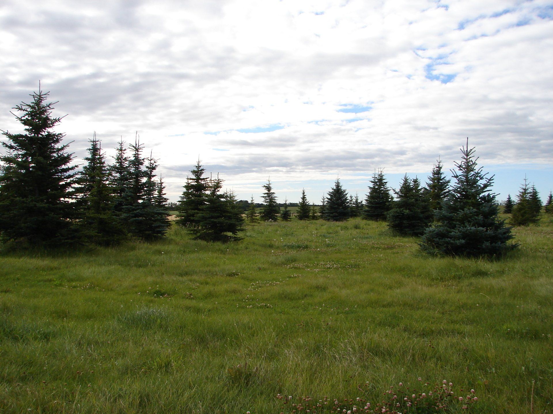 A field of grass with trees in the background
