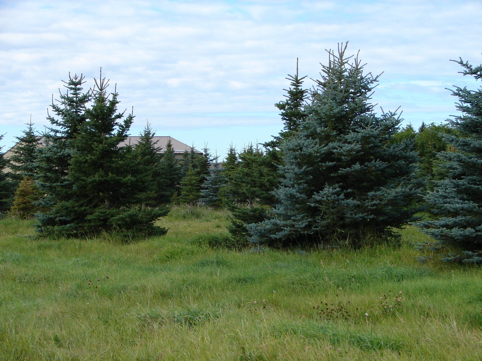 A field of trees with a mountain in the background
