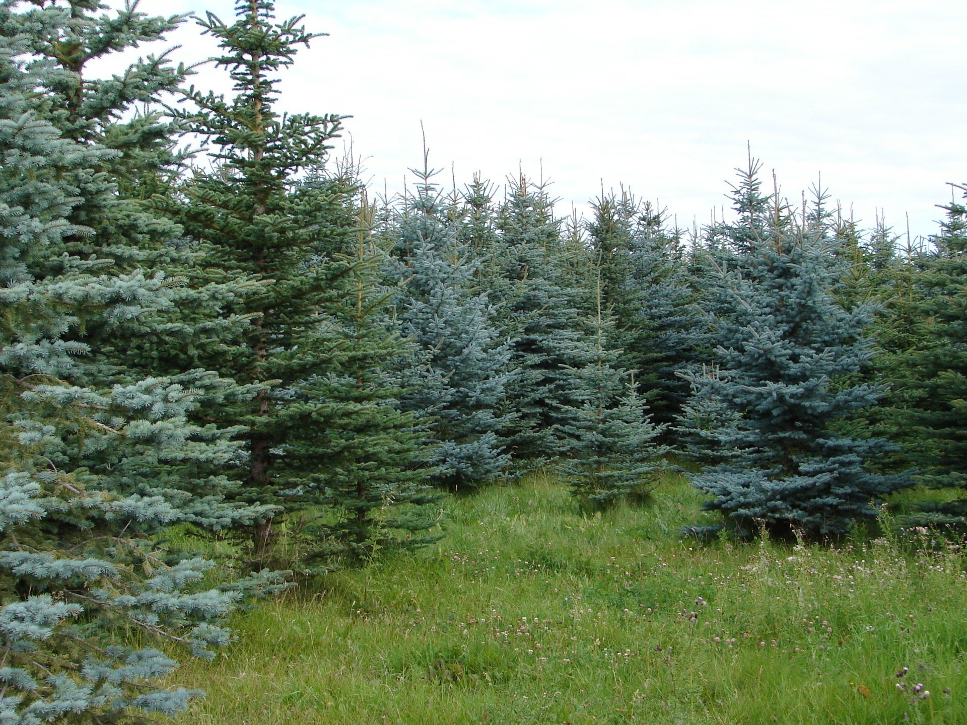 A field filled with lots of trees and grass