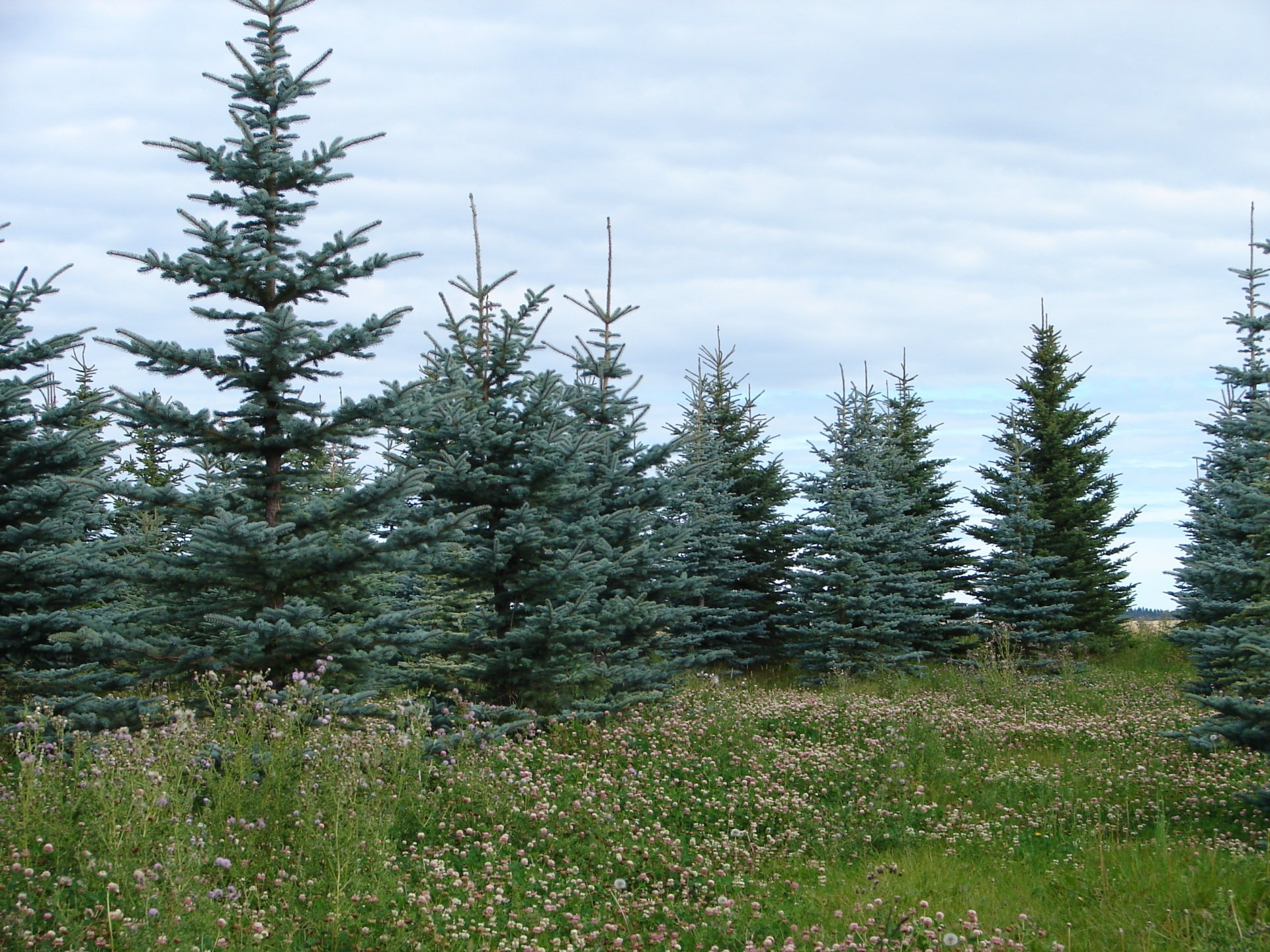 A row of trees in a field with a cloudy sky in the background