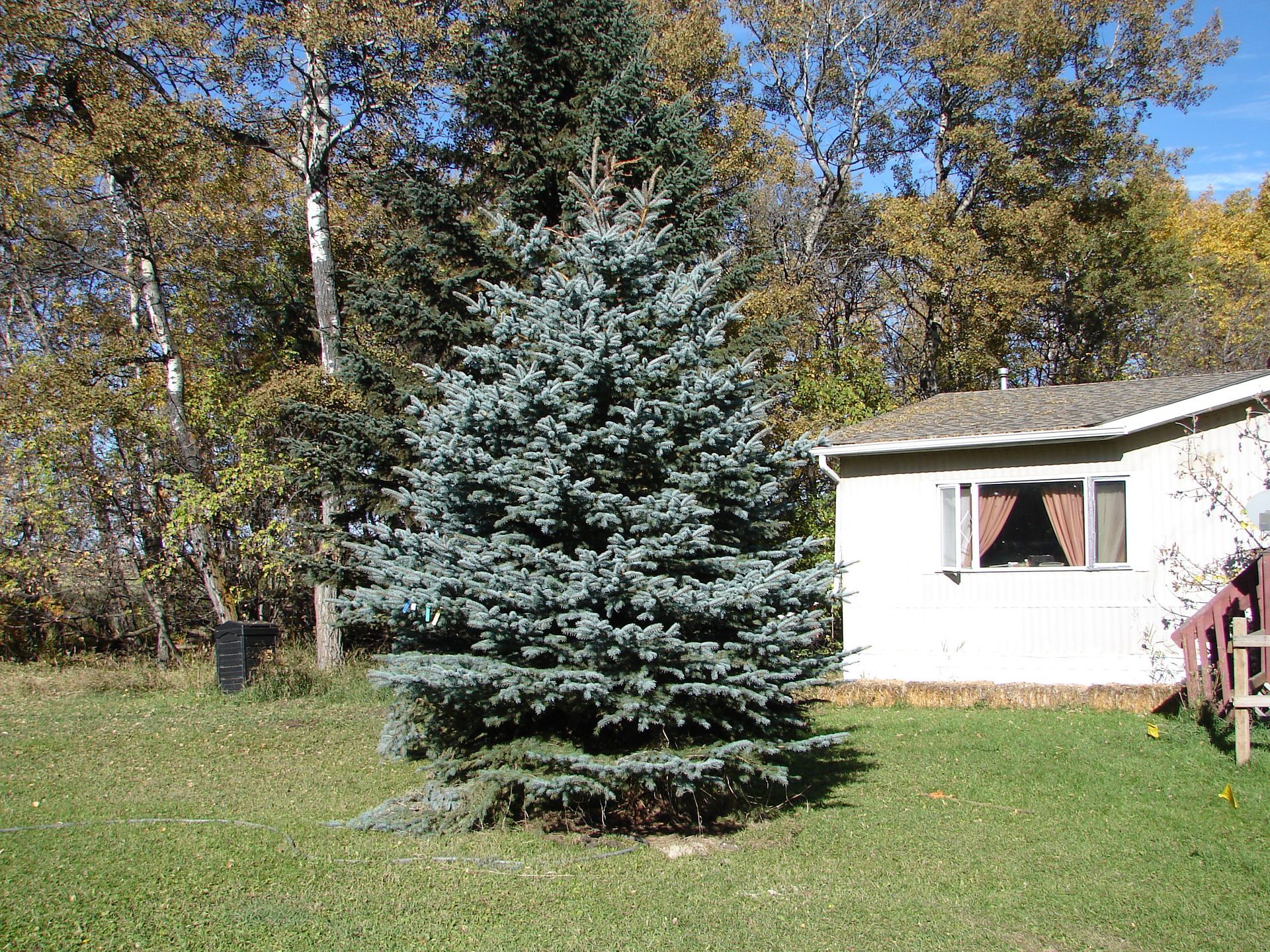 A small house with a blue pine tree in front of it.