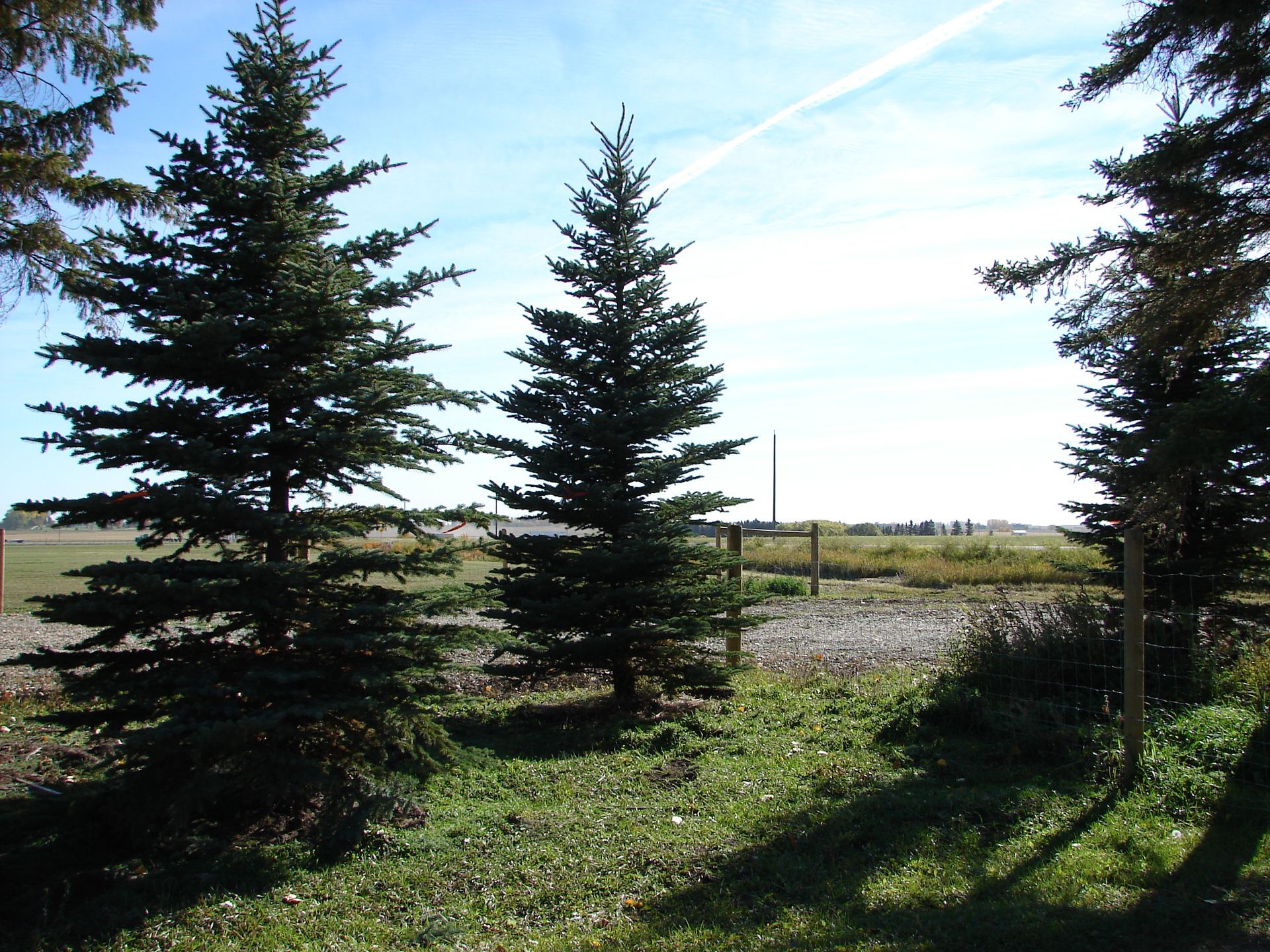 A row of pine trees in a grassy field