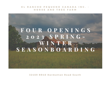 Four Horse Board Openings