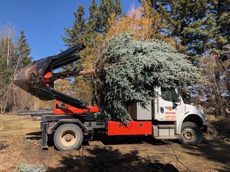A large christmas tree is being loaded onto a truck.