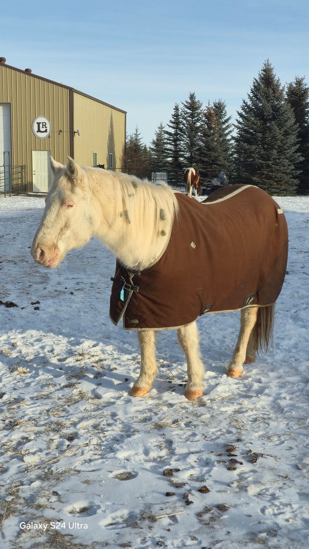 Spirit, one of our school horses. He is gentle and a good teacher.