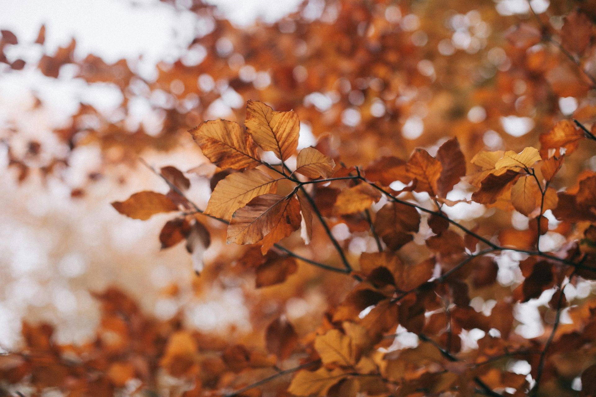 A close up of a tree branch with leaves on it.
