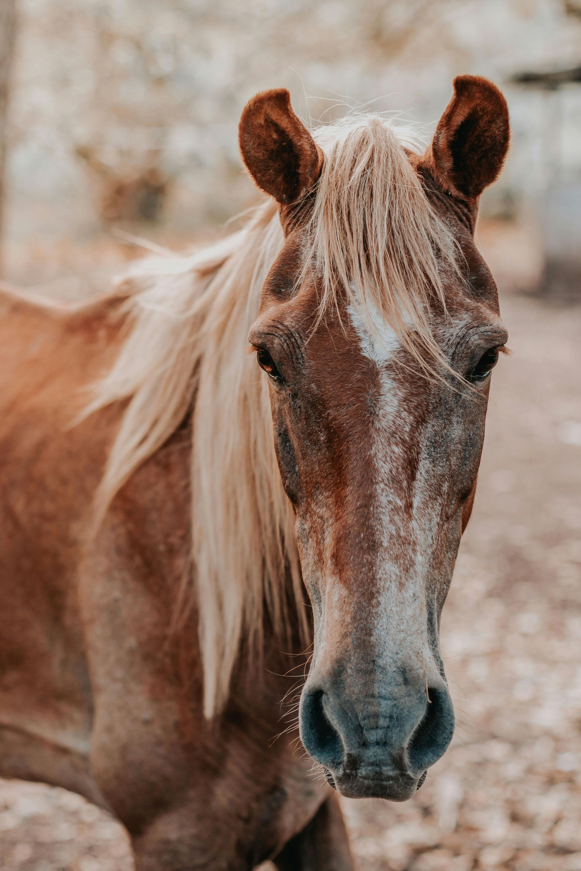 A close up of a brown horse with a white mane looking at the camera.