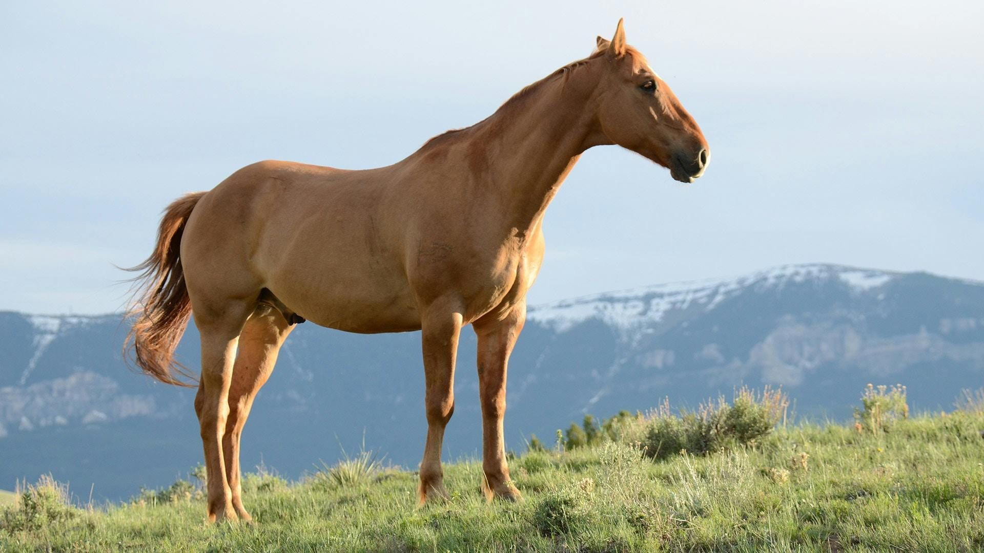 A brown horse is standing in a grassy field with mountains in the background.