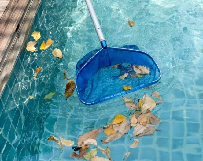 A blue net is being used to clean leaves from a swimming pool.