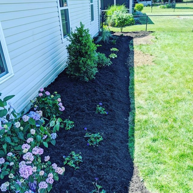 A garden bed with dark mulch and various plants borders a white house and green lawn.