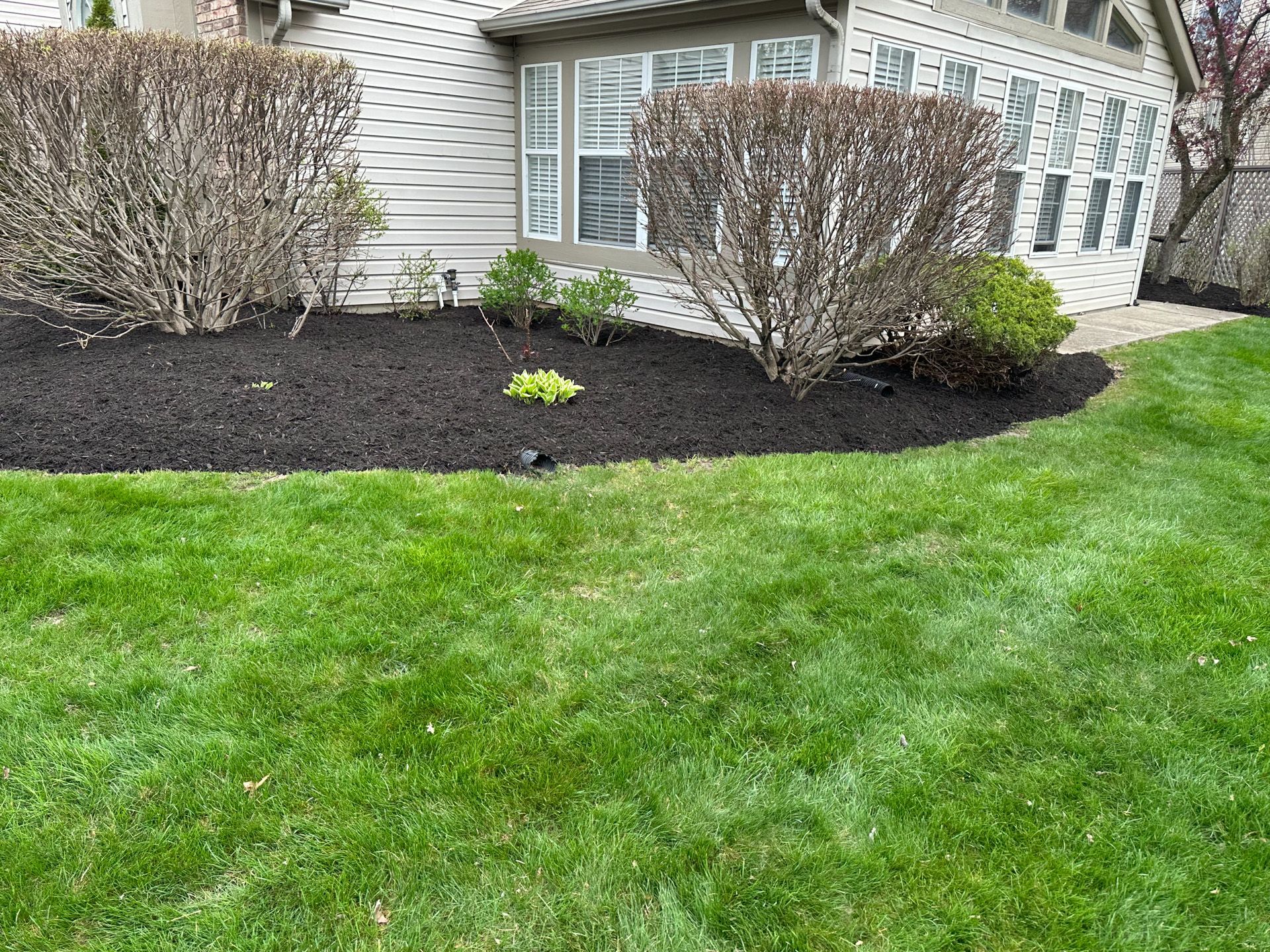 Green lawn with mulch bed and bushes in front of a house with a bay window.