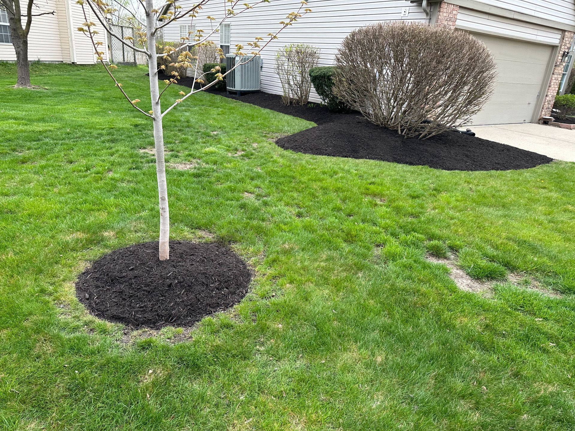 Lush green lawn with mulched beds around a young tree and shrub near a white garage.
